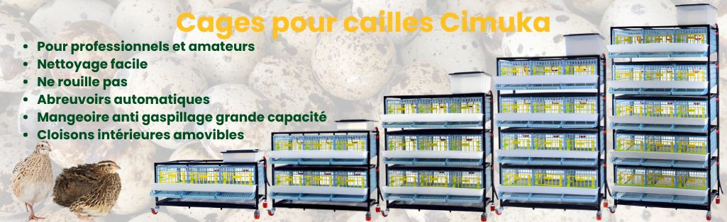 Cages pour cailles pondeuses
